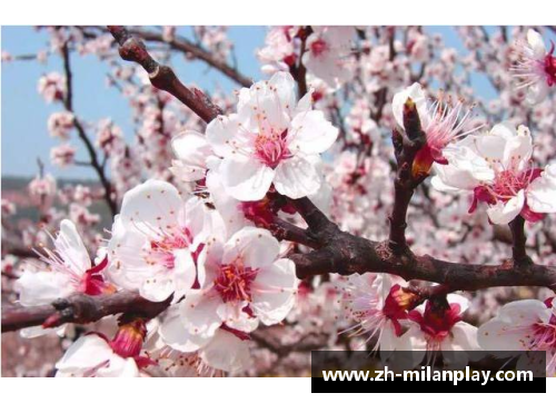 米兰体育繁花似锦，蝶恋蜂采：探寻多情季节的诗意生活 - 副本
